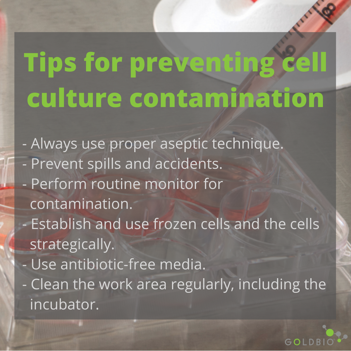 How to Detect Cell Culture Contamination GoldBio